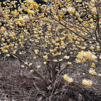 山頂にもミツマタいっぱい