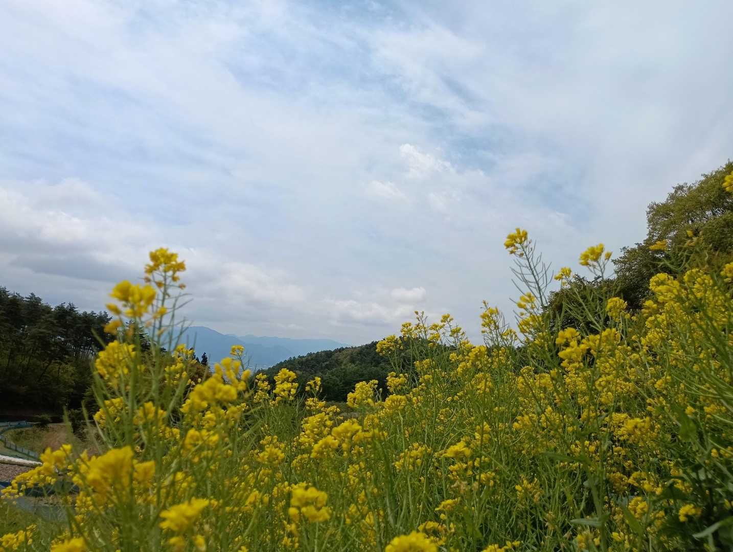 三登山-旧山千寺 周回コースの写真