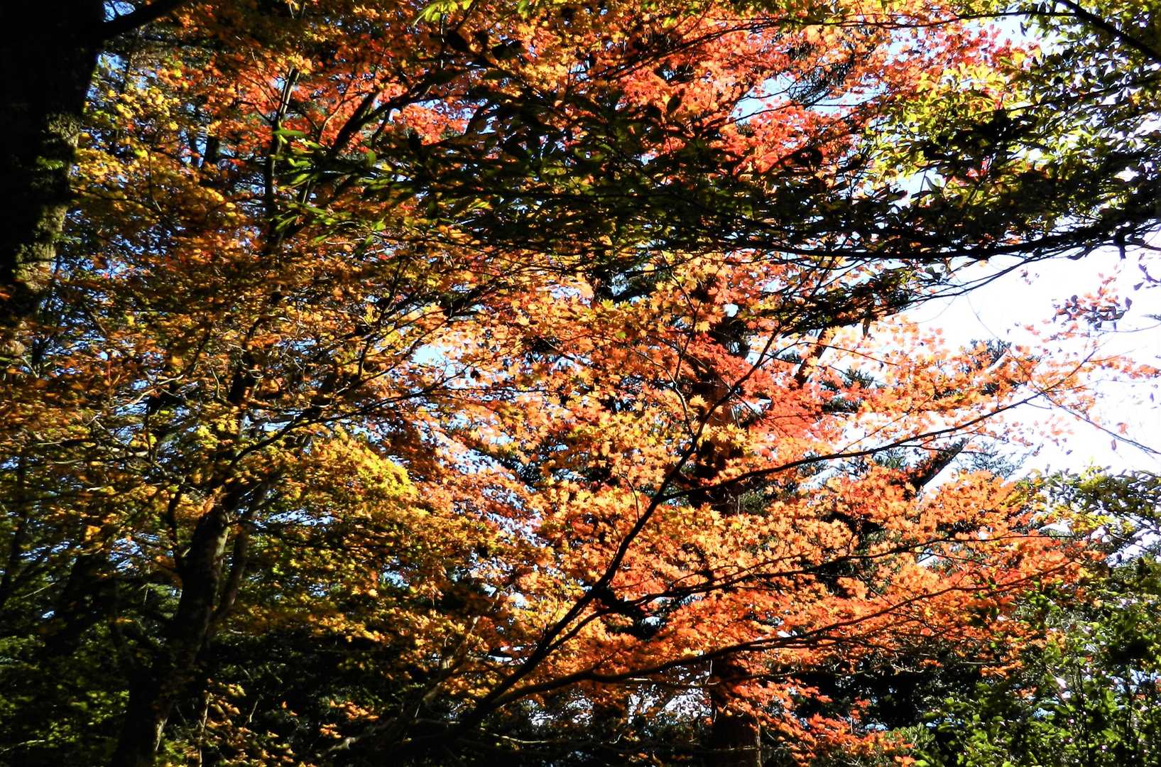 雲辺寺山 往復コースの写真