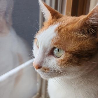 ガガンボモドキ