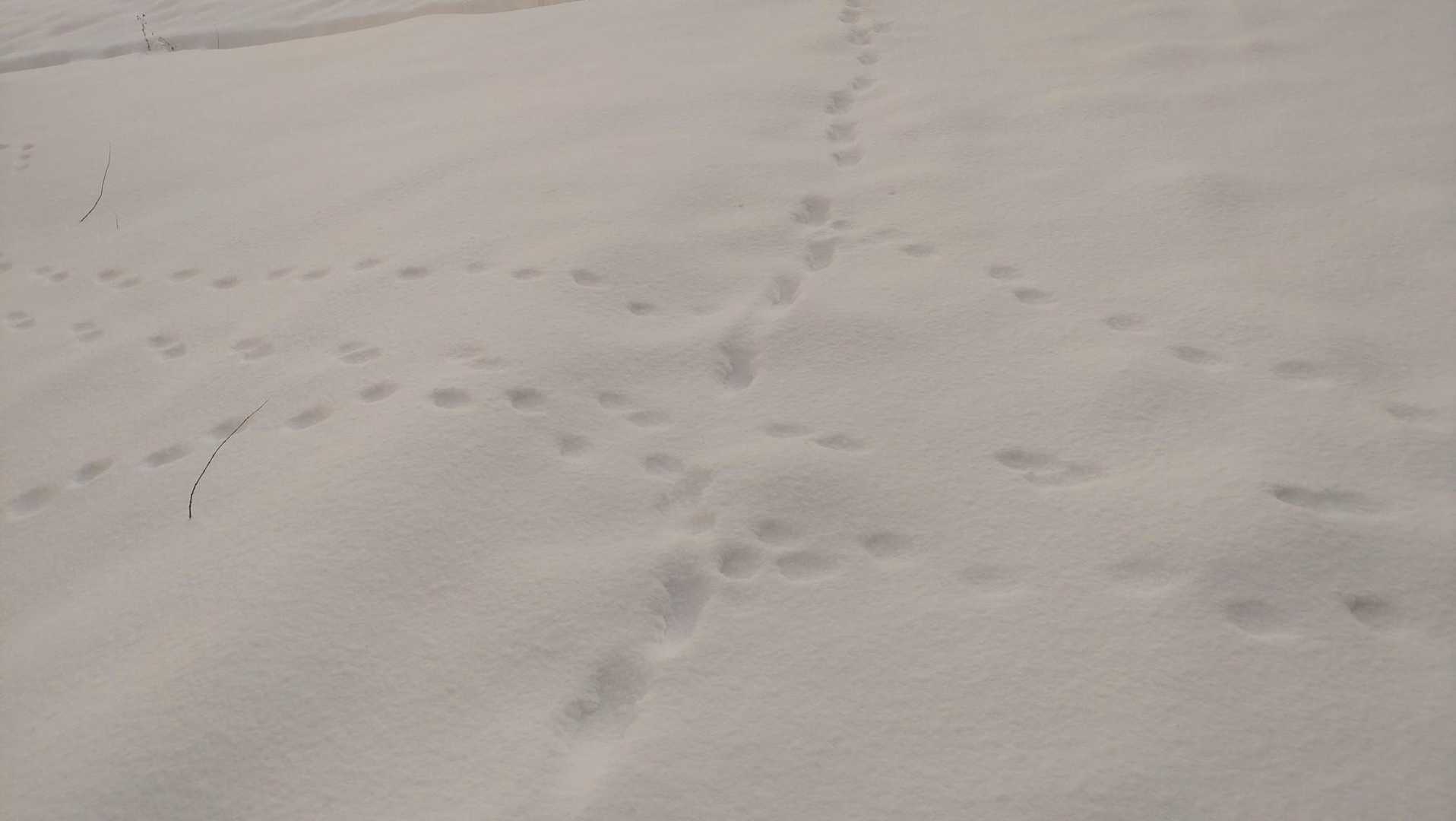 動物の足跡だけ🐾🐾