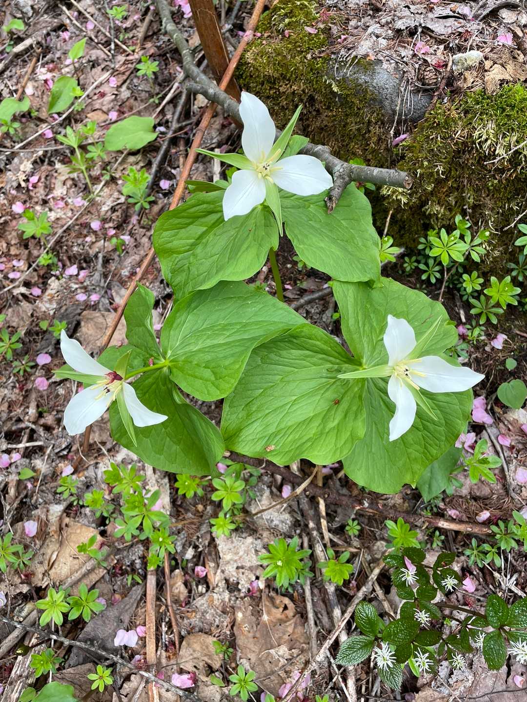 どっちだ？シロバナ？オオバナ？