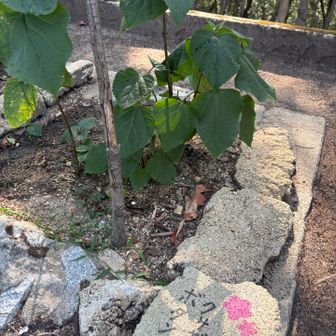ボタンクサギ🌸が育ってます。