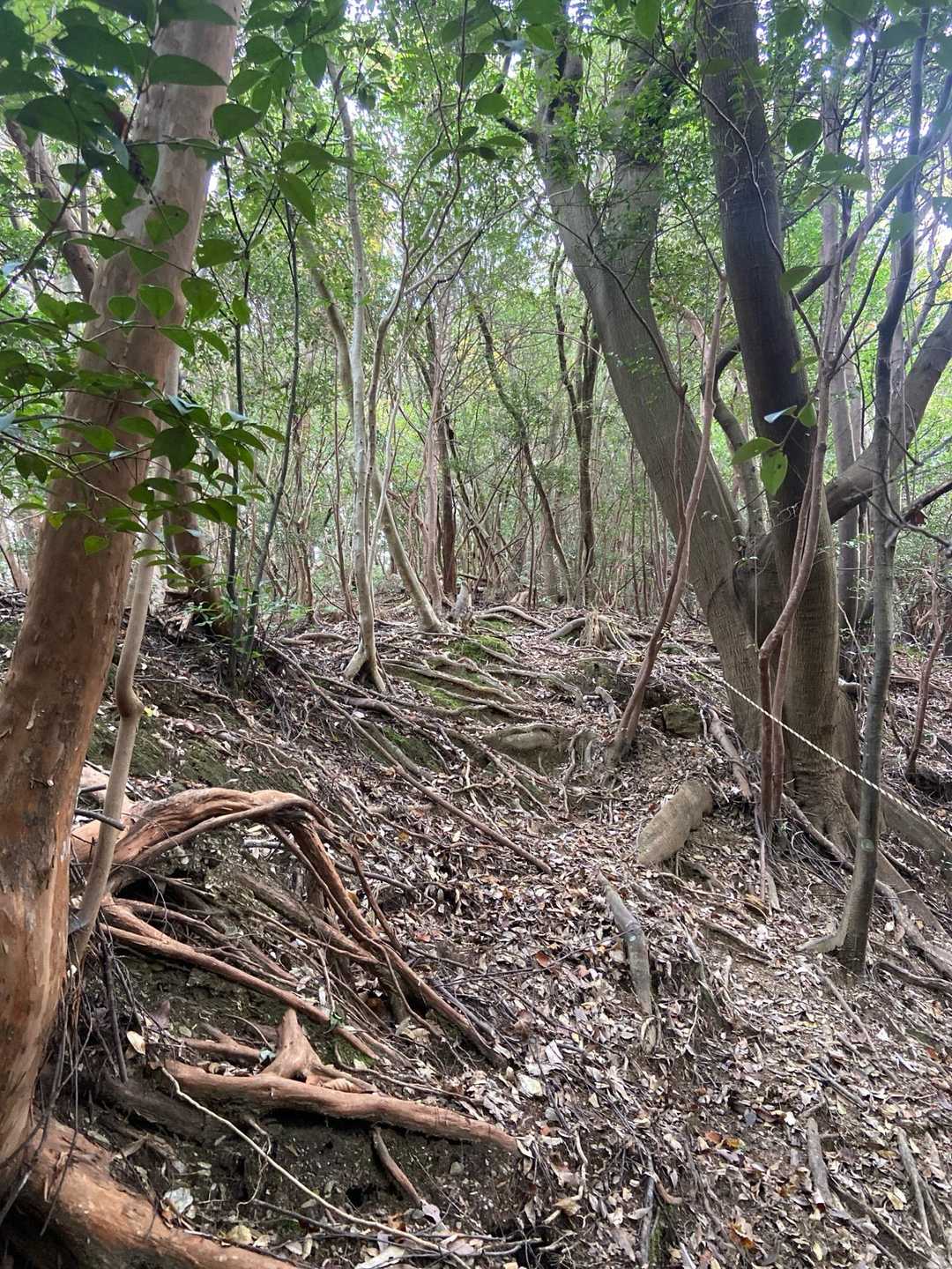 平清水八幡宮-今山 往復コースの写真