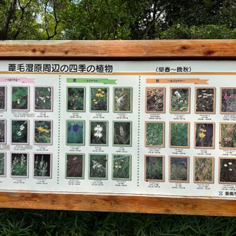 3月から11月ごろまで次々お花が見られる植物の宝庫のようです！🤩
