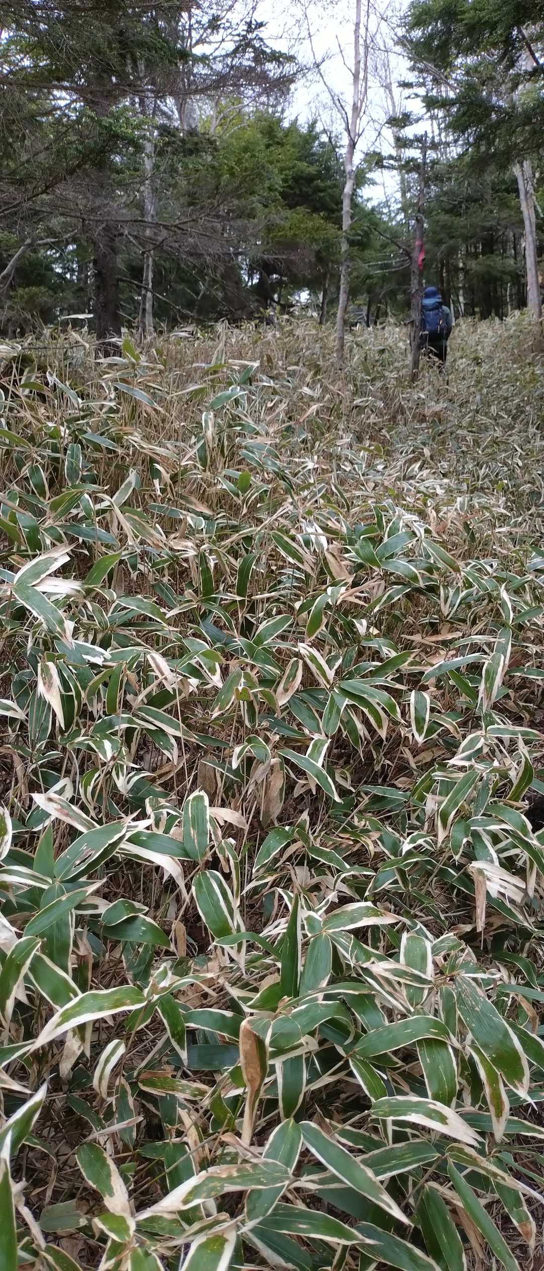 今朝は朝露がまったくなくカラカラでした