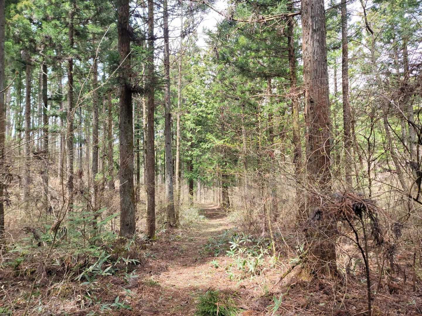 朝日山登山道西入口-朝日山 往復コースの写真