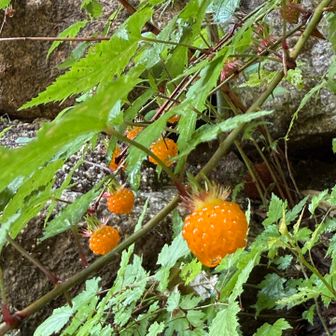 モミジイチゴが沢山ある