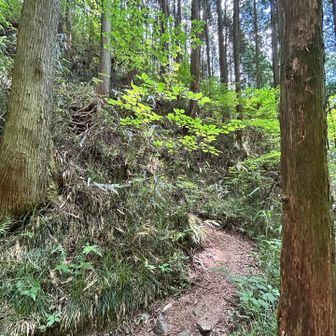 香楠荘尾根ルート登りの取付き