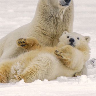 ネムネムクマゾー