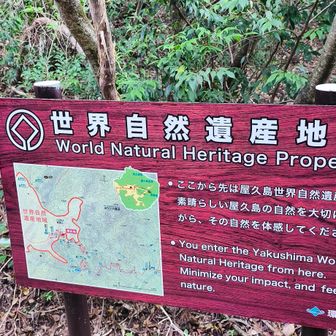 ここからが🌏世界自然遺産
チェンソー🪚は入っていない場所です。