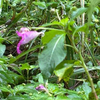 いつもの場所に
ツリフネソウ(釣船草)が咲きました