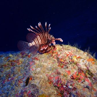 水戸光圀