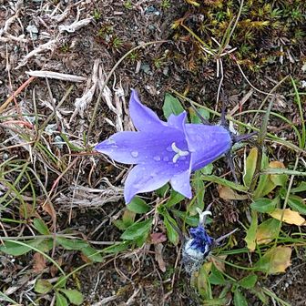 浄土山山頂のイワギョウの花🌸