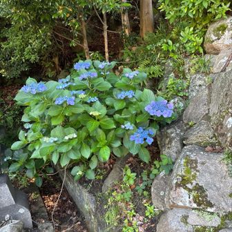 生駒のアジサイ　来週かな