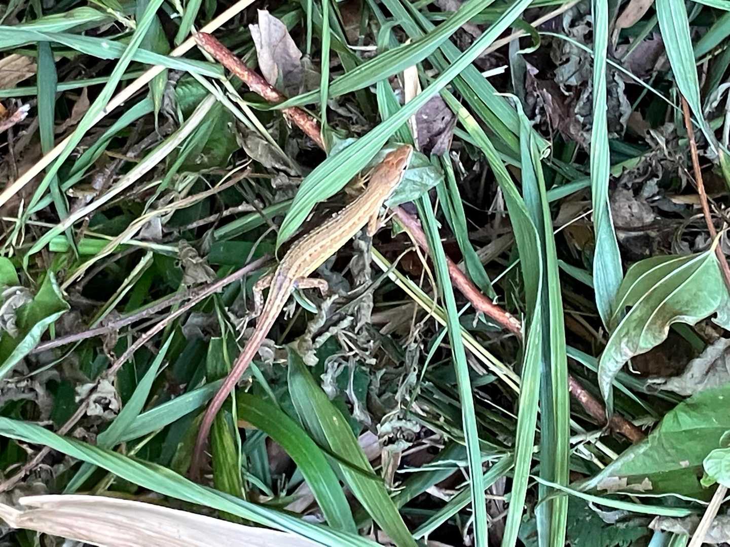ガサガサッっと😳💦
今回は🐍ではなく🦎
🦎はまだマシ…
手足あるけん🐾
触らんけど…🦎⚠️🤏
ただ…ガサガサッって音は苦手です…
ビクッてなる😓
