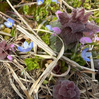 加護防山入場😁