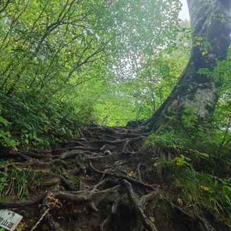 木の根も避けて。雨でべしゃべしゃ。