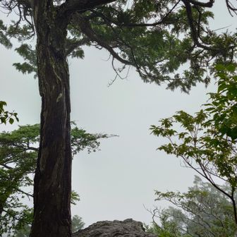 想定通り、ガスで眺望ゼロです〜