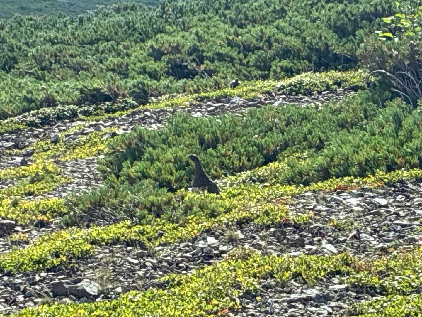 白馬岳-小蓮華山-船越の頭-乗鞍岳-天狗原-栂池登山道入口 縦走コースの写真