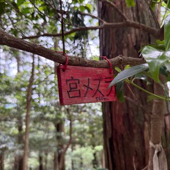 宮メズラピーク✨
変わった名前…また由来を調べてみたい🤭