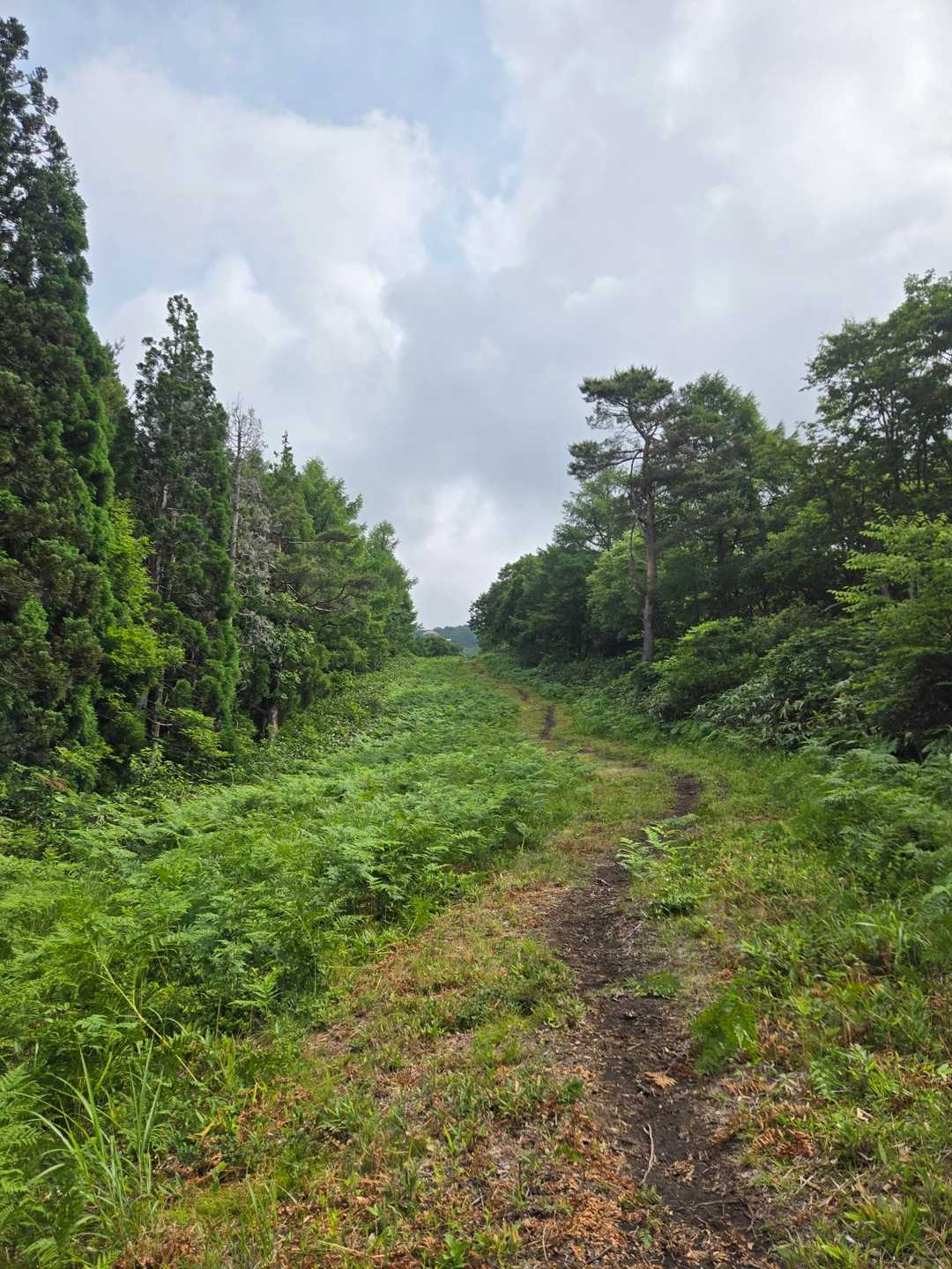 先が見えないゲレンデ登りは、心が折れそうになります。
👈のモッサモサ🌿は、全部ワラビです。
まだまだ食べられそうなワラビ🌱も生えていました。