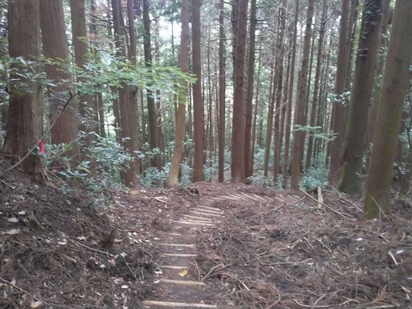 青葉山 縦走コースの写真