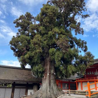 境内の大杉🩷