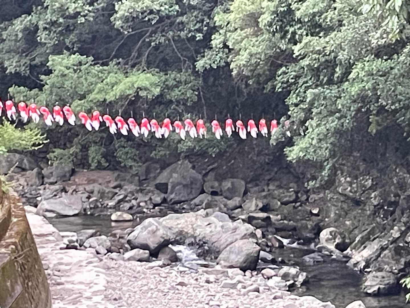 鯉のぼりみたいな金魚達