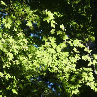 今夏は、この様な輝く青葉を見ることが少なかった