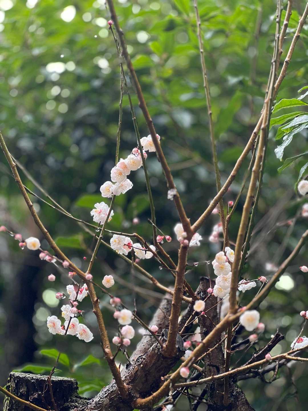 梅