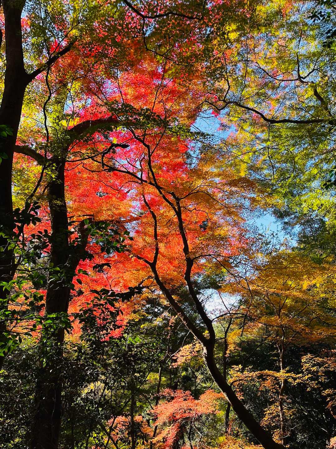 紅葉狩り堪能しました