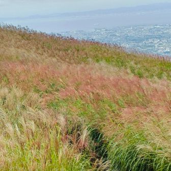 開く前のススキの魅力を、知ってしまった🌾💕