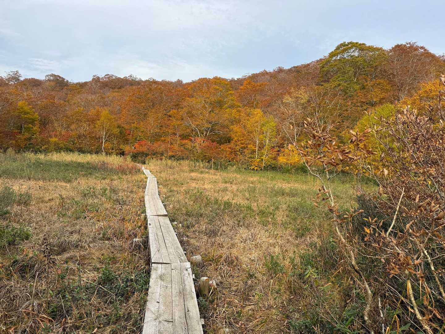 黒石沢登山口-藤里駒ヶ岳 往復コースの写真
