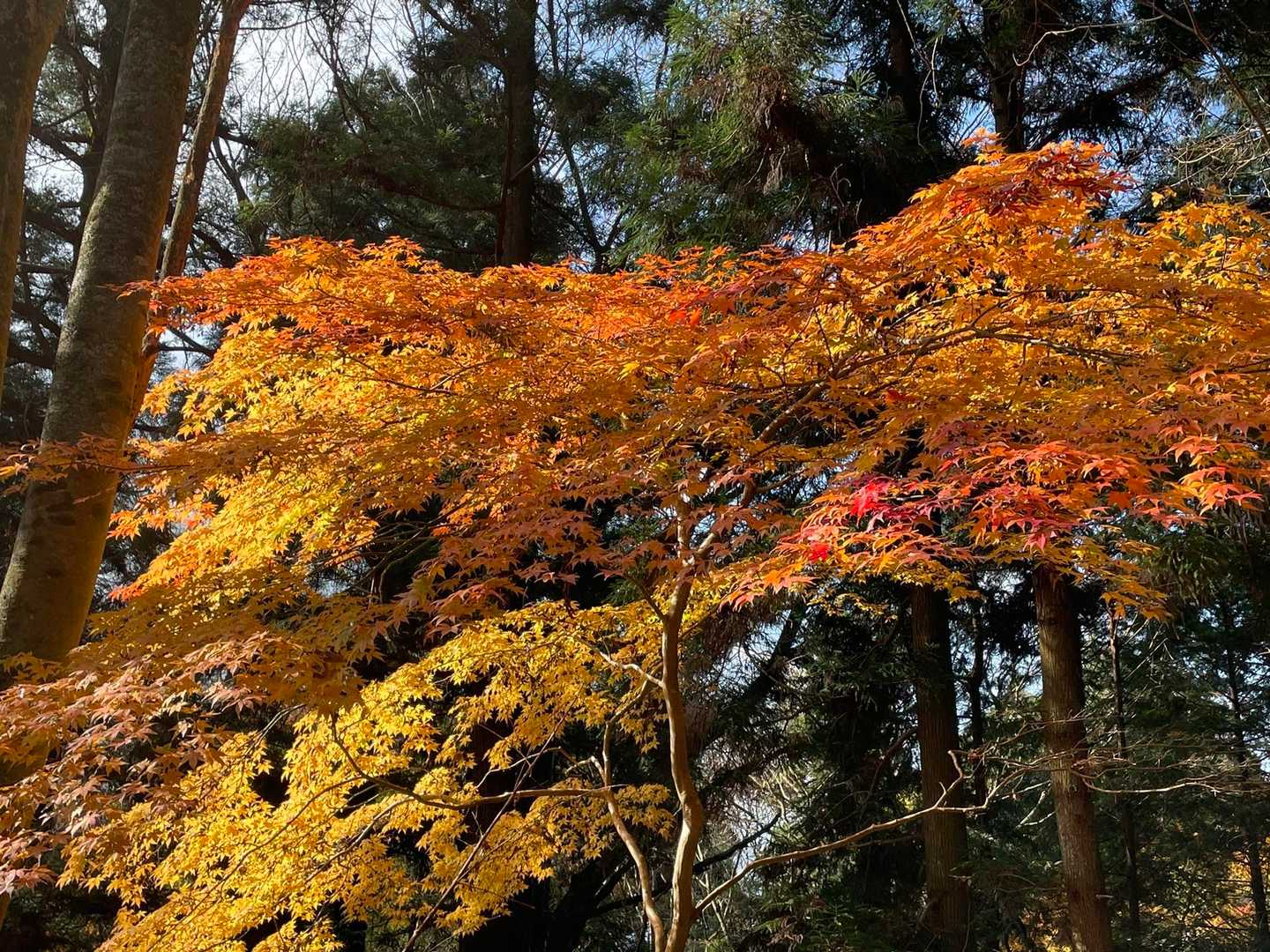 ニヤニヤタイム〜(￣▽￣)
