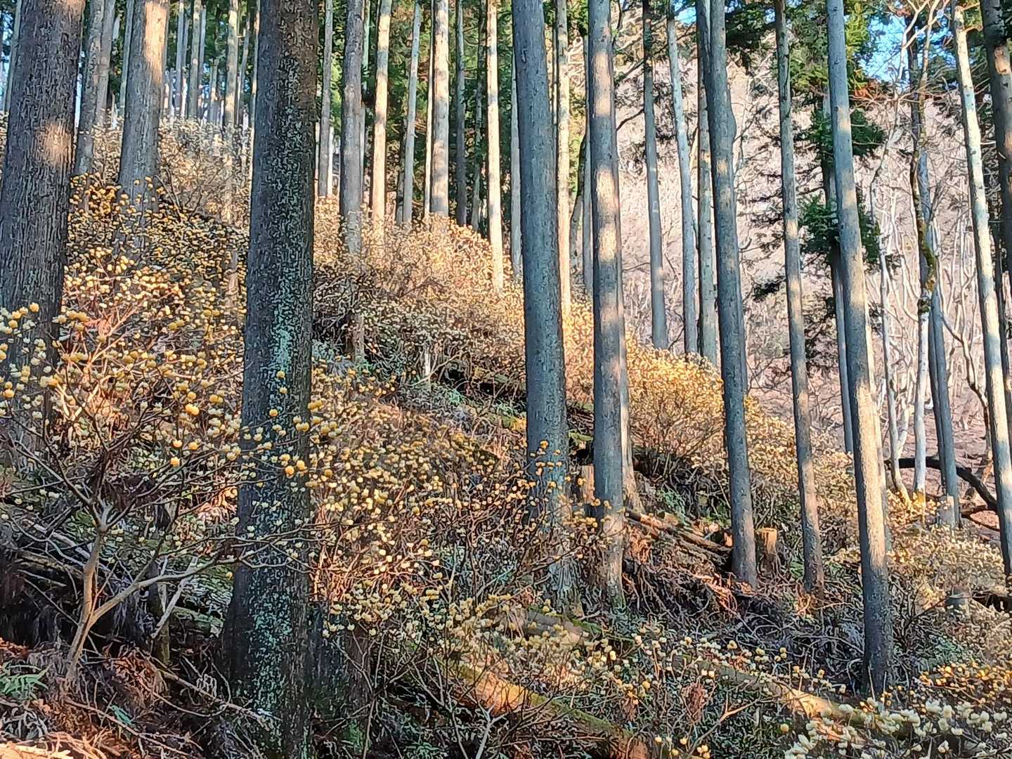 浅瀬入口バス停-ミツバ岳登山口-大出山-権現山-茅ノ丸-二 縦走コースの写真
