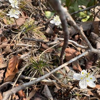 バイカオーレン…葉5枚💖
多くは無いが点在し咲いています