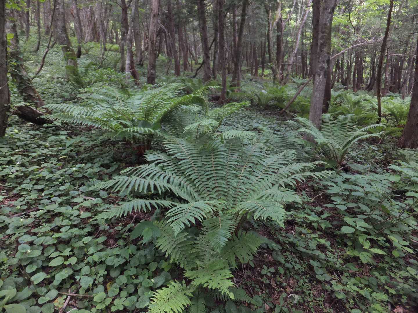 鶏峠-笠ヶ森山 往復コースの写真