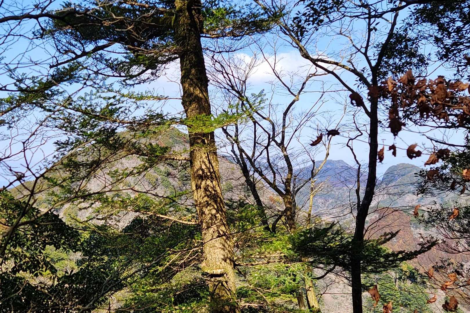 木の間から多良山系の山々
アップダウン大変そう