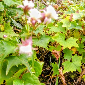 登山道沿いには花の終わった「ツクシコウモリソウ」が沢山！