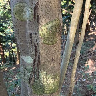 まさか熊の爪痕❓
この後、堂所山までに3回くらい、熊のフンと思しきものを見る😰
下山後にKさんに写真を見てもらったら、熊の爪痕だと思うとの事😱