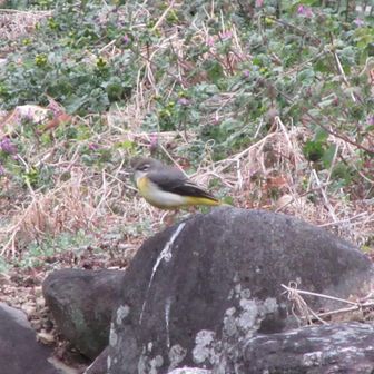 キビタキ（黄鶲）