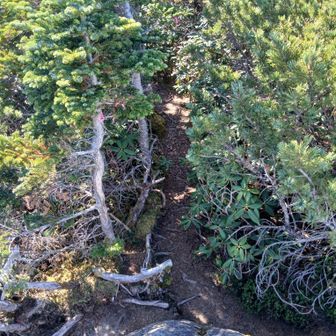 北奥千丈の岩場の裏手に奥千丈岳の登山道の入り口があります。