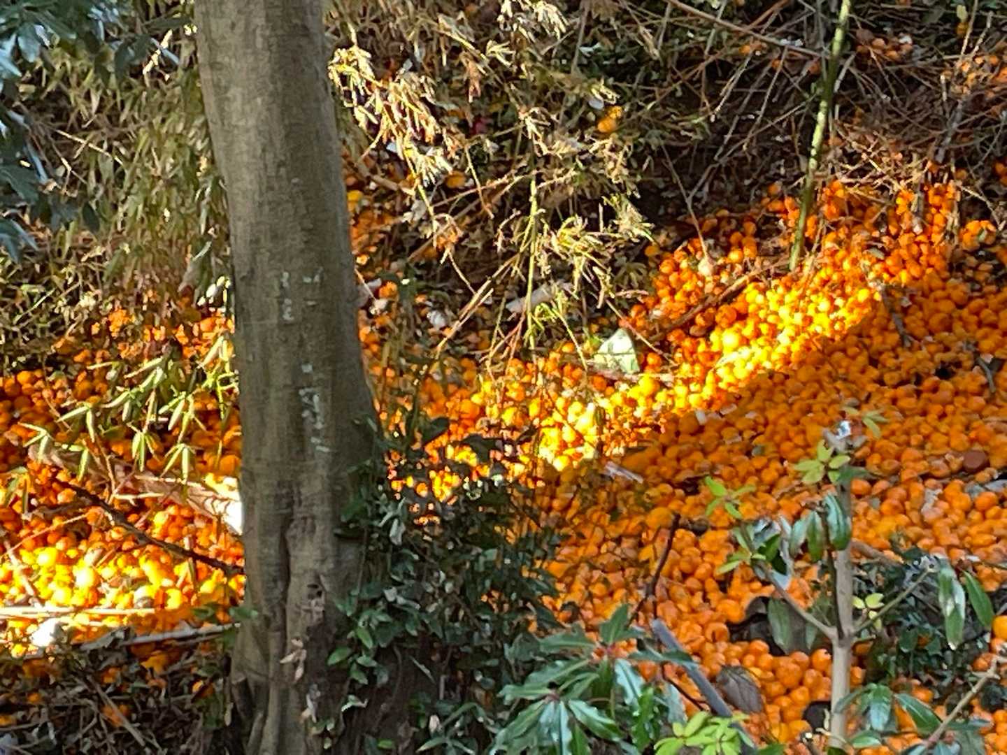 うわぁ〜🍊
廃棄された感じでした💦
売り物にならないからでしょうか？
肥料になるのかなぁ…
なんかもったいなく感じました🍊