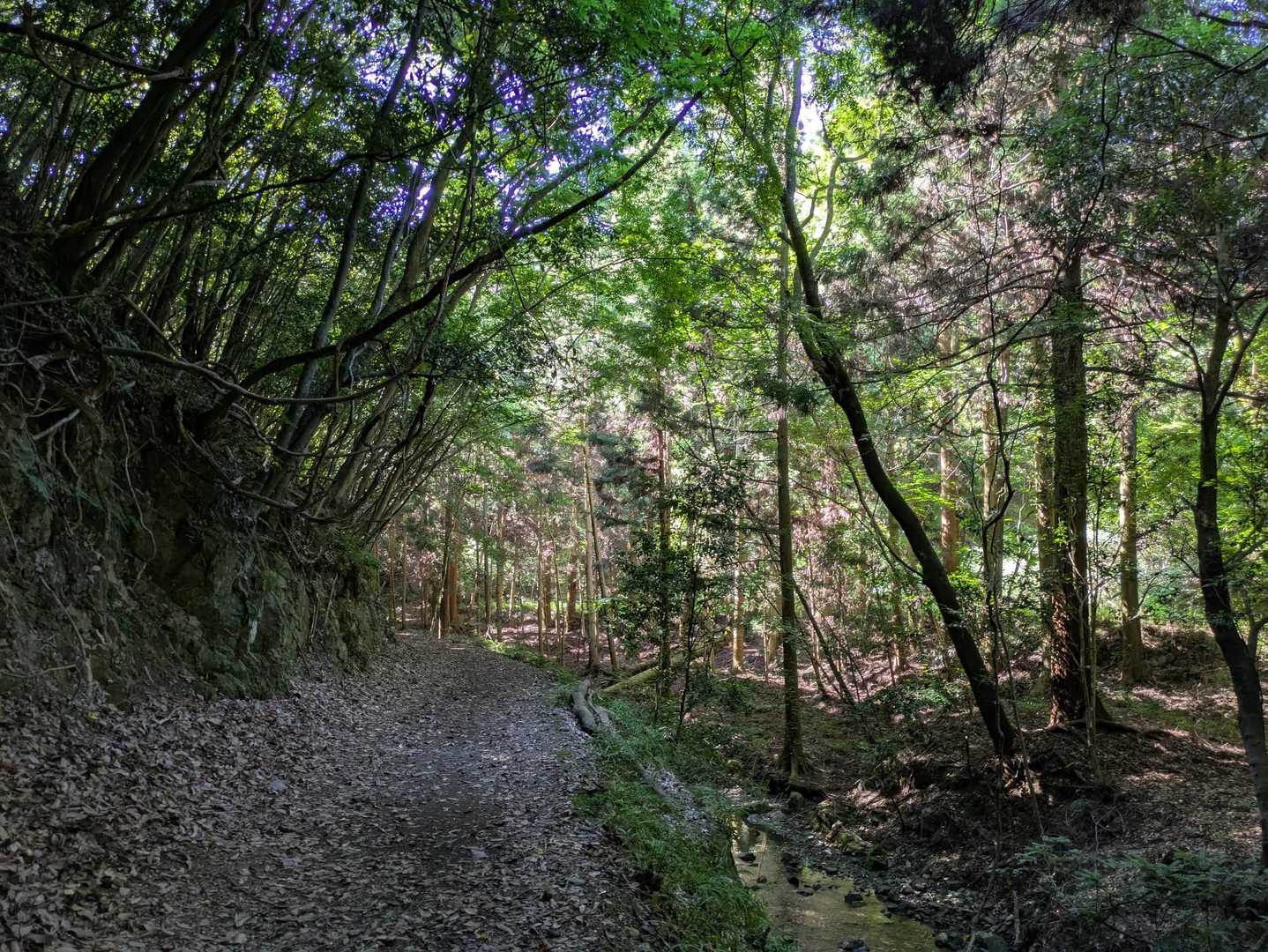 渓谷を渡って山頂カフェへ、能勢妙見山の周回の写真
