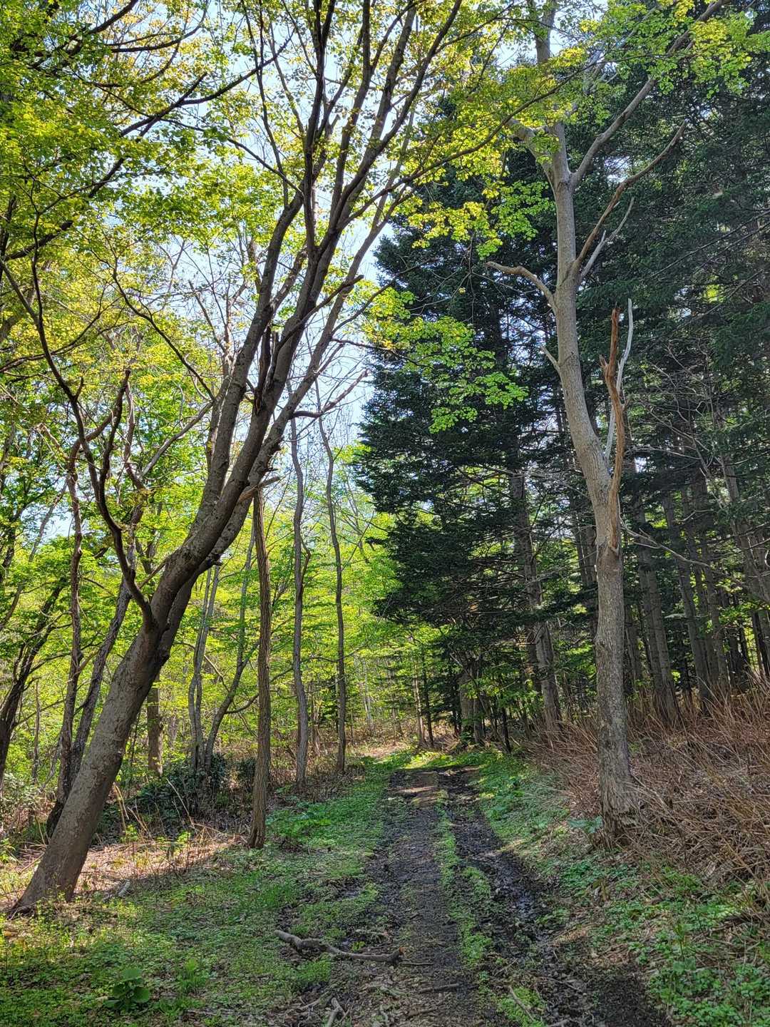 ここから登山道も少しの間
グチャドロでした