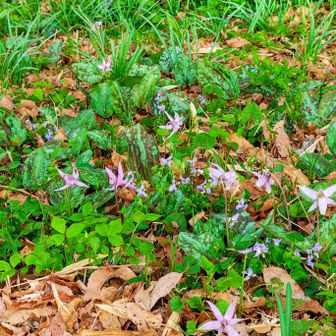 カタクリとスミレのせめぎ合い