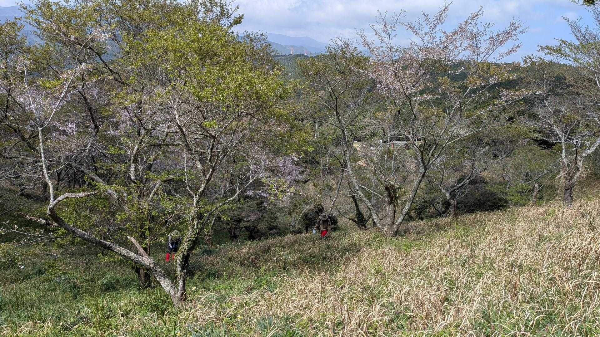 ワラビ採りの人が多い