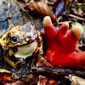 ⚠️カエンタケ🔥🐸