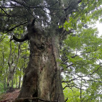 大杉🌲
裏から見たら半分は朽ちていた